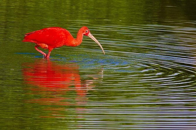 caroni-swamp-wildlife-tour