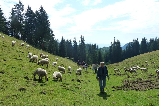 carpathians-in-romania-piatra-craiului-national-park-with-native-spanish-guide