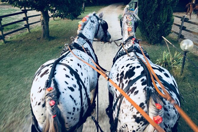 carriage-ride-and-lunch-in-a-typical-restaurant-in-the-heart-of-chianti