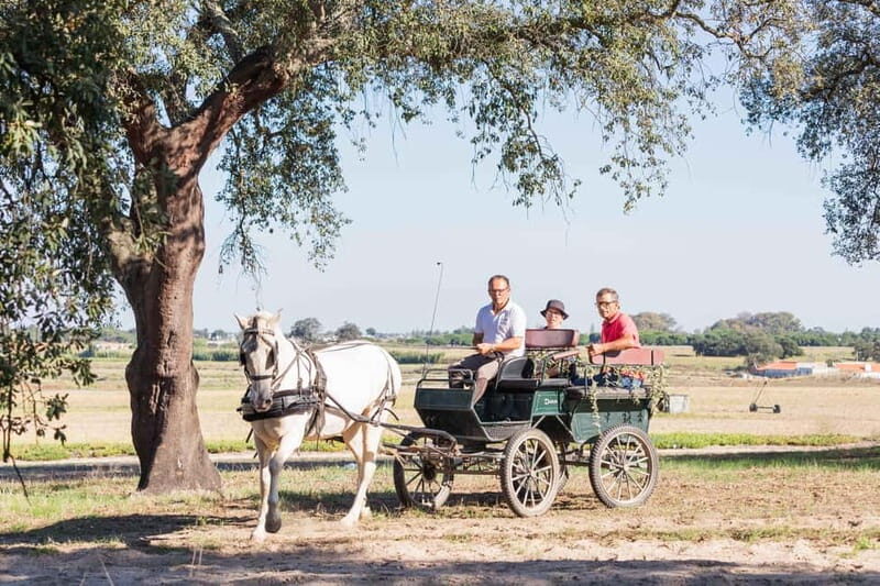 CARRIAGE Ride On The Beach (Rosário Beach) - An Authentic Ride Along Rosário Beach