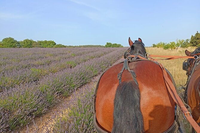 carriage-rides-in-the-heart-of-the-luberon