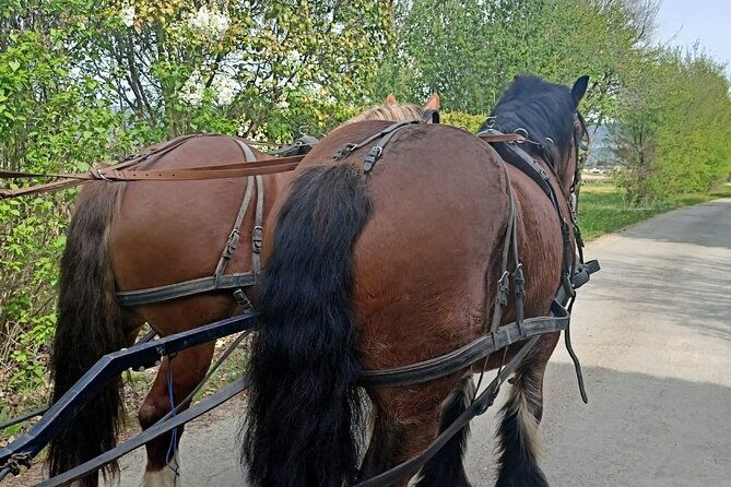 carriage-rides-in-the-heart-of-the-luberon