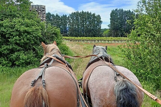 carriage-rides-in-the-heart-of-the-luberon