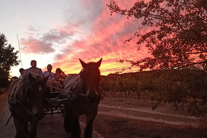 carriage-rides-in-the-heart-of-the-luberon