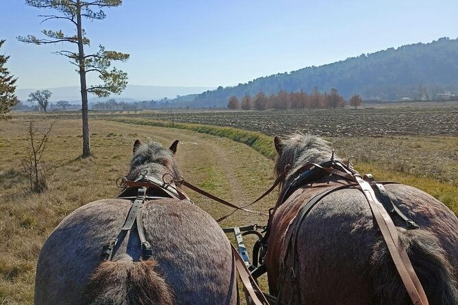 carriage-rides-in-the-heart-of-the-luberon