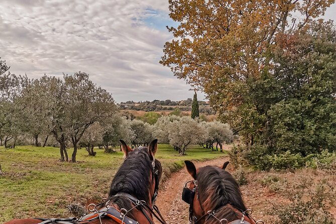 carriage-rides-pays-de-sommieres