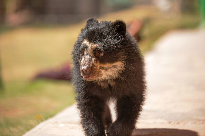 carriage-to-sanctuary-live-a-great-experience