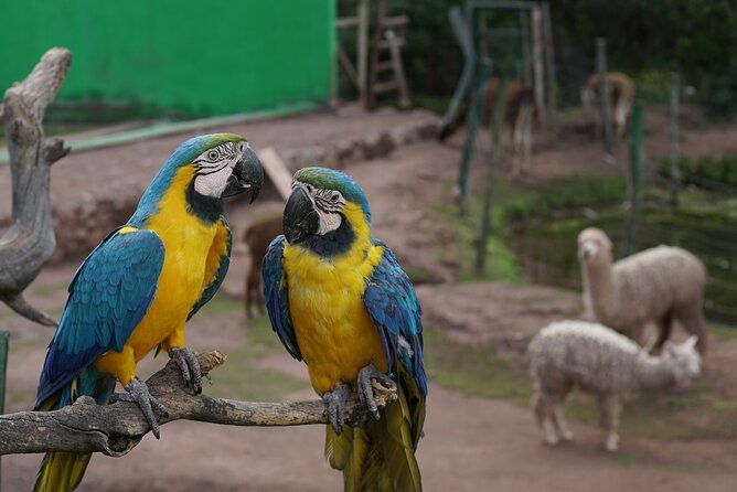 carriage-to-sanctuary-live-a-great-experience