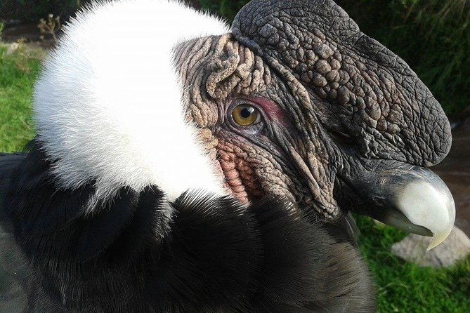 carriage-to-sanctuary-live-a-great-experience