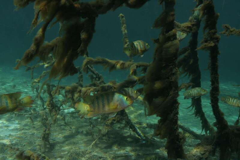 casa-cenote-snorkeling-tour