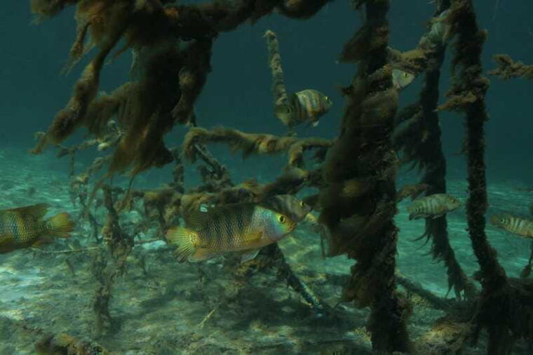 casa-cenote-snorkeling-tour