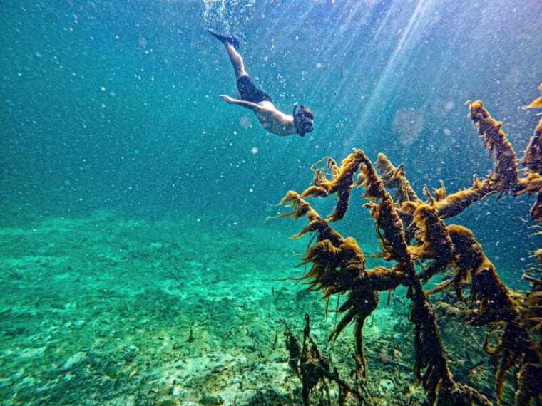 casa-cenote-snorkeling-tour