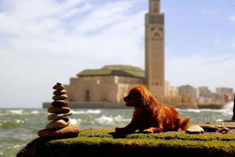 Casablanca Privet Day Tour From Marrakech - A Closer Look at the Casablanca Private Day Tour