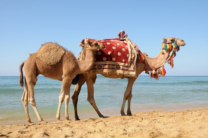 Casablanca to Tangier Day Trip By High-Speed Train and Camel Ride - FAQs