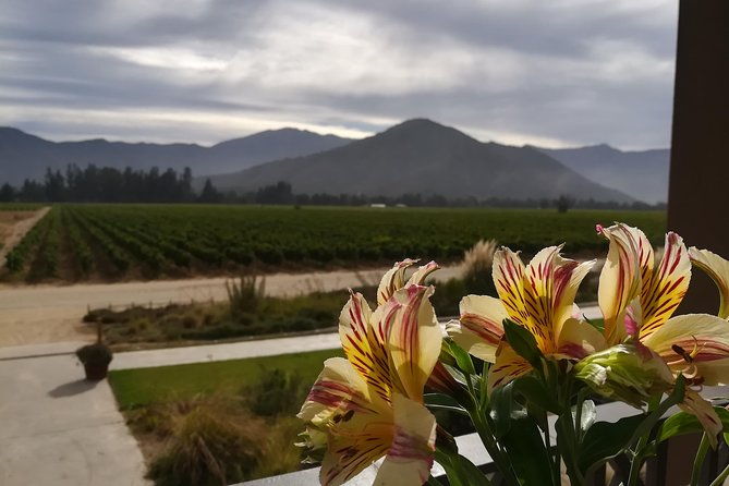 casablanca-valley-visit-4-wineries-lunch-stop-tanino-restaurant