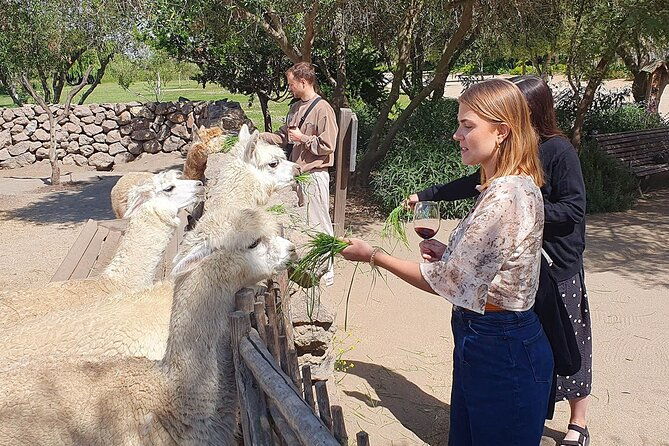 casablanca-world-class-wines-4-vineyards-tanino-lunch-stop