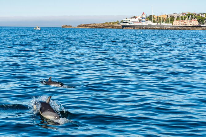 cascais-coast-dolphin-watching-2