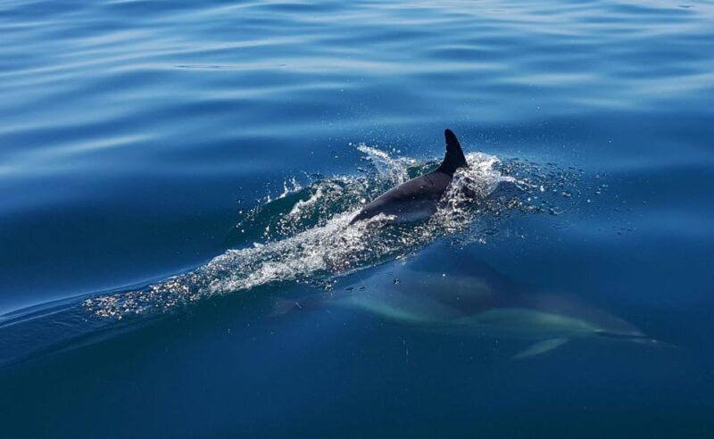 cascais-dolphin-watching-speedboat-tour