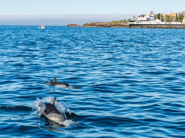 cascais-dolphin-watching-tour-2