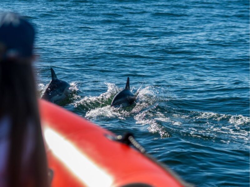 Cascais: Dolphin Watching Tour - An Authentic Marine Experience from Cascais