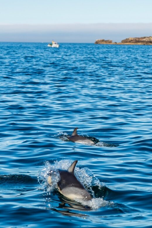Cascais: Dolphin Watching Tour - FAQ