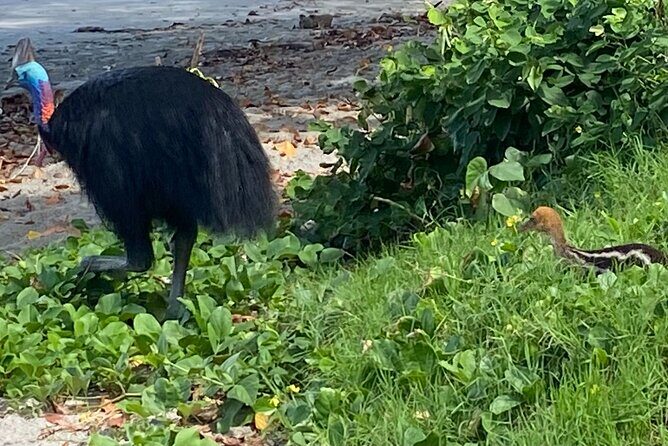 Cassowary Coast Waterfall Culture Tour - Key Points