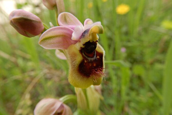 castel-del-monte-excursion-in-the-alta-murgia-national-park