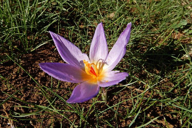 castel-del-monte-excursion-in-the-alta-murgia-national-park