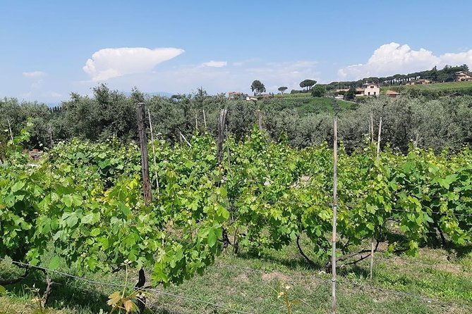 castelli-romani-wine-tour