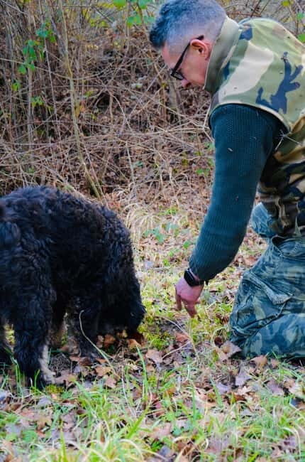 Castellina in Chianti: Truffle Search, Wine Tasting & Lunch - The Itinerary Breakdown