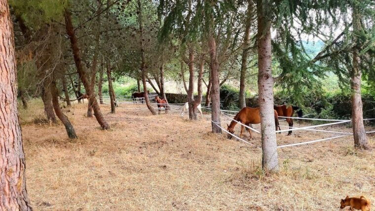 castelsardo-horseback-in-sedini