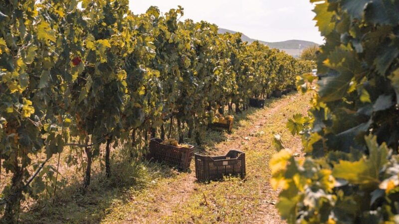 castelsardo-visit-a-vineyard-with-wine-tasting-at-sunset