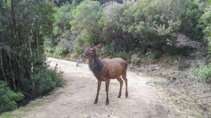 castiadas-trekking-in-the-sacqua-callenti-forest