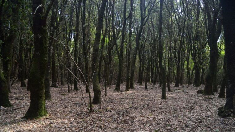 castiadas-trekking-in-the-sacqua-callenti-forest
