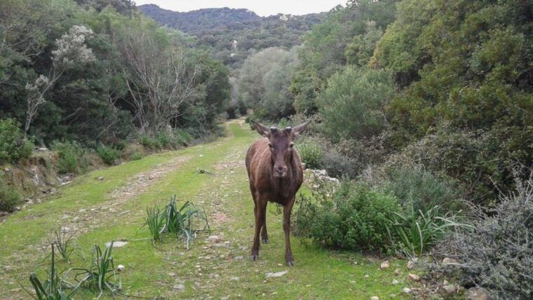 castiadas-trekking-in-the-sacqua-callenti-forest