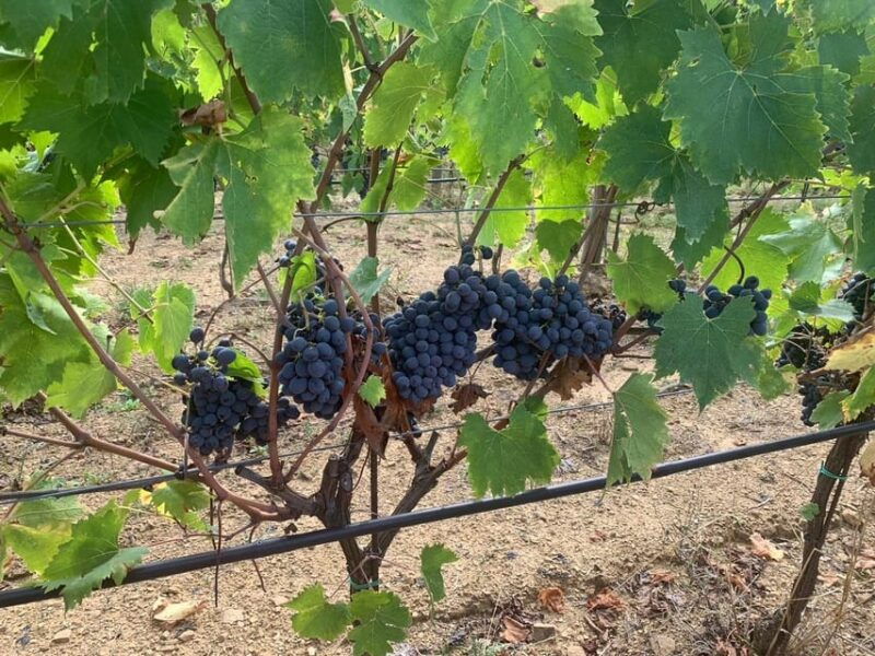 castiglion-fiorentino-wine-tasting-with-guided-tour