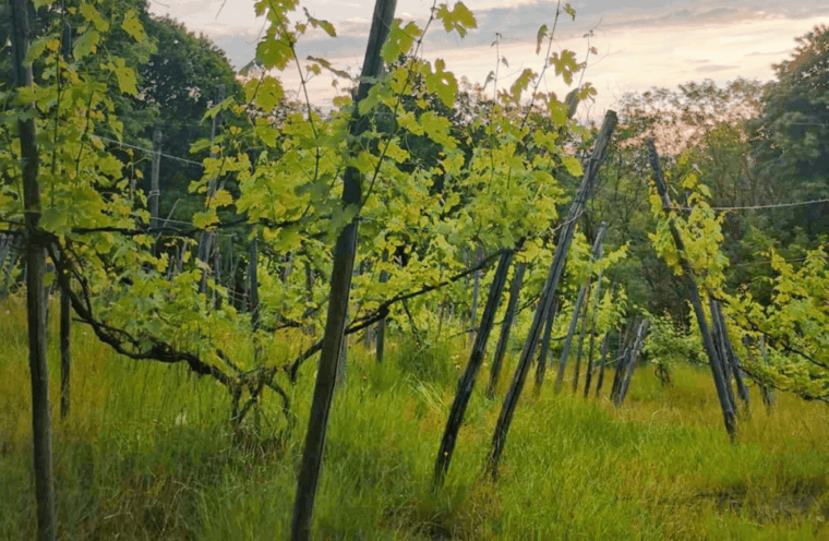 castle-winery-tour-tasting-near-lake-maggiore