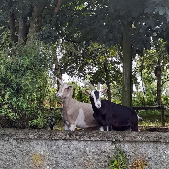 Castlegadddery: Murtagh's Organic Farm Guided Tour - Key Points