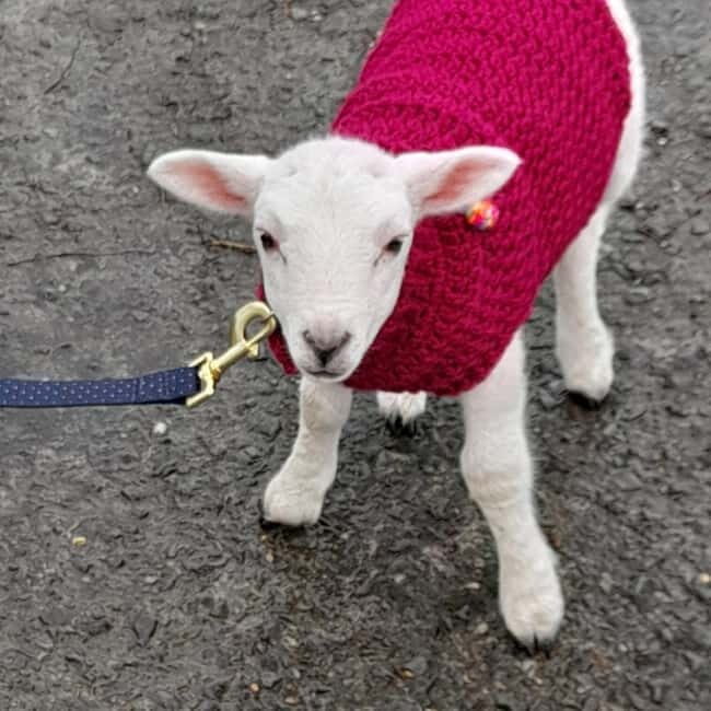 Castlegadddery: Murtagh's Organic Farm Guided Tour - Final Thoughts: Is Murtagh’s Organic Farm Worth It?