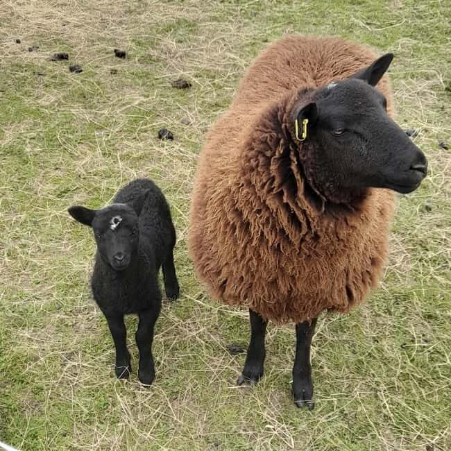 Castlegadddery: Murtagh's Organic Farm Guided Tour - FAQ