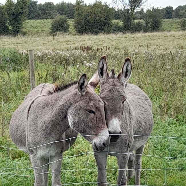 Castlegaddery: Murtagh's Organic Farm Entry Ticket - Frequently Asked Questions (FAQs)
