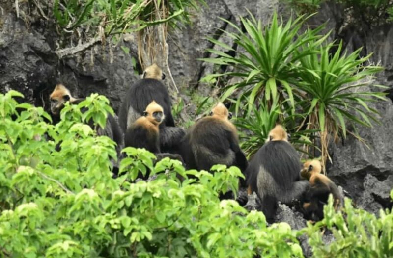 Cat Ba: E-Bike Rental  Easy & Eco Way to Explore the Island - The Value of This E-Bike Rental