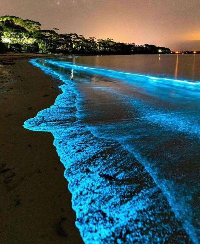 cat-ba-island-lan-ha-bay-bioluminescence-plankton-kayaking