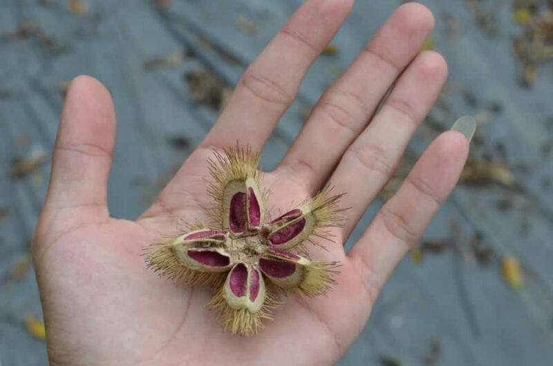 Cat Ba Island: National Park Cycling Tour with Picnic Lunch - FAQs