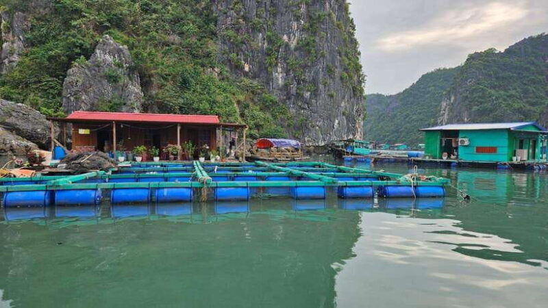cat-ba-lan-ha-bay-bioluminescent-plankton-kayak-boat-tour