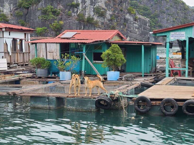 cat-ba-lan-ha-bay-full-day-boat-tour