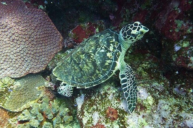 catalina-island-diving-experience-from-punta-cana