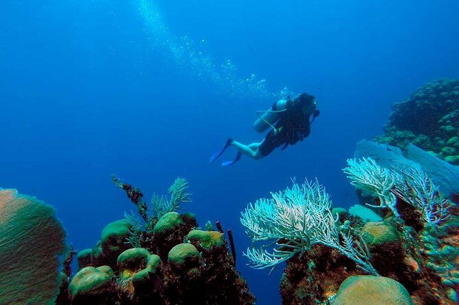 catalina-island-diving-tour