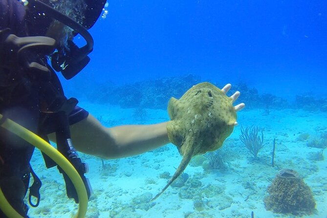 catalina-island-diving-tour