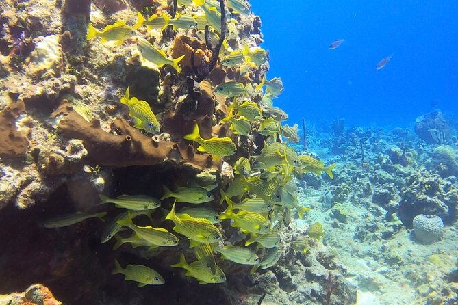 catalina-island-diving-tour